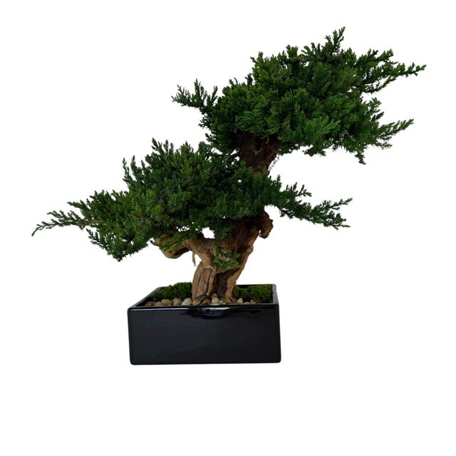 Preserved Double Monterey Bonsai